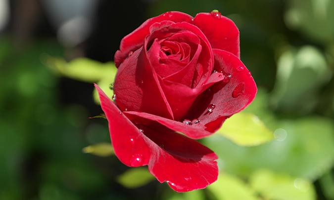 Kuvassa yksi punainen ruusu.